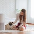 Best HVAC Air Quality Solutions: 12x30x1 Air Filters Guide to Choosing the Right Filter and How the Best Air Purifier Can Enhance Your Indoor Environment